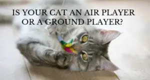 is your cat an air player or a ground player