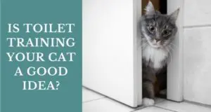 is toilet training your cat a good idea