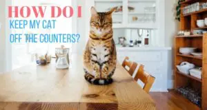 how do i keep my cat off the counters?