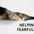 helping a fearful cat