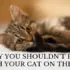 why you shouldn't play with your cat on the bed