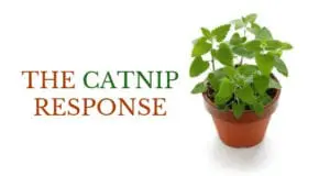 the catnip response