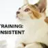 cat training: be consistent