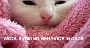wool sucking behavior in cats