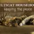 multicat cat households: keeping the peace