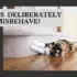 do cats deliberately misbehave