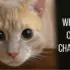 why do cats chatter