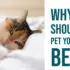 why you shouldn't pet your cat's belly
