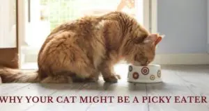 why your cat might be a picky eater
