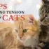 8 tips for easing tension between cats
