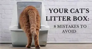 your cat's litter box: 8 mistakes to avoid