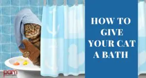 how to give your cat a bath