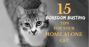 15 boredom busting tips for your home alone cat