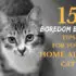 15 boredom busting tips for your home alone cat