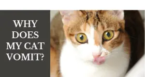 why does my cat vomit