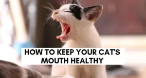how to keep your cat's mouth healthy