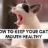 how to keep your cat's mouth healthy