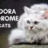 pandora syndrome in cats title image