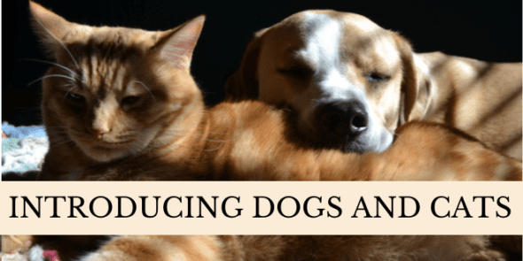 are dogs and cats compatible