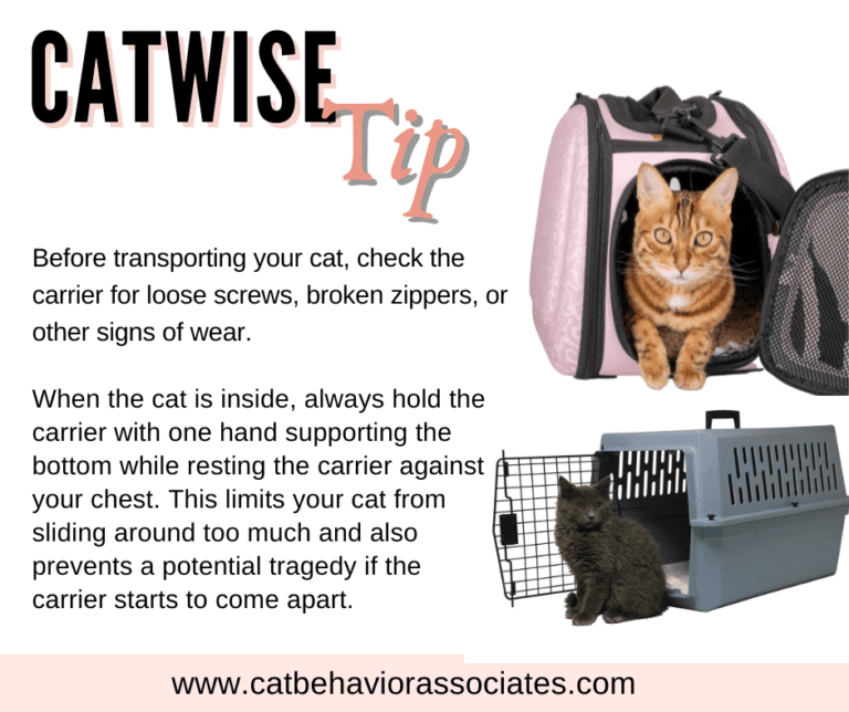 Cat Care Choosing the Right Size Carrier