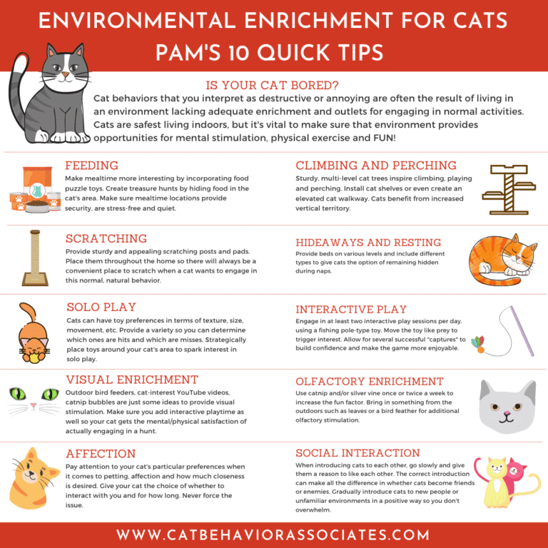 What is Environmental Enrichment and Why Does Your Cat Need it?