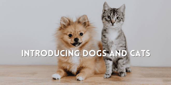 Introducing and Managing Cats and Dogs