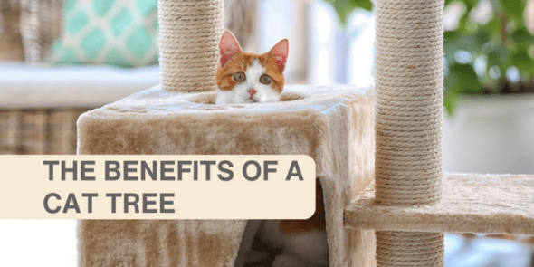 The Benefits of a Cat Tree