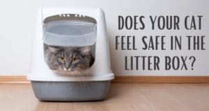 does your cat feel safe in the litter box