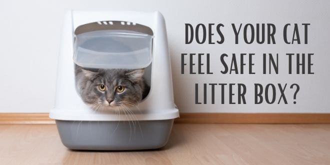 does your cat feel safe in the litter box