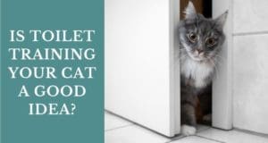 is toilet training your cat a good idea