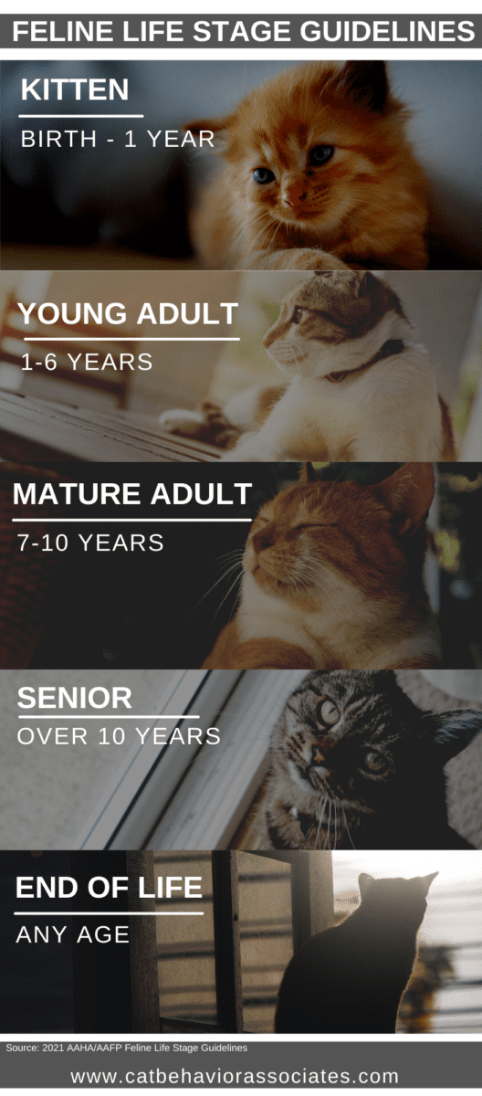 feline life stage guidelines