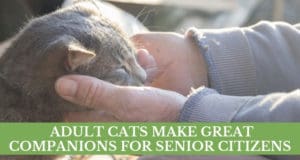 adult cats make great companions for senior citizens