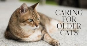 caring for older cats