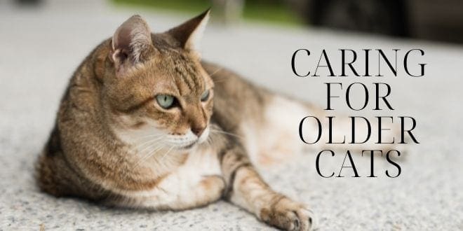 caring for older cats