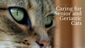 caring for senior and geriatric cats