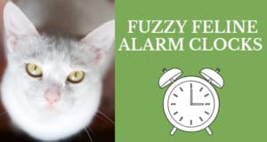 fuzzy feline alarm clocks