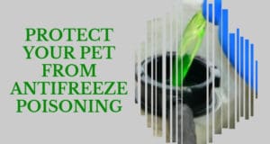 protect your pet from antifreeze poisoning