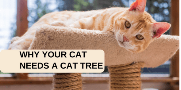 Why Your Cat Needs a Cat Tree