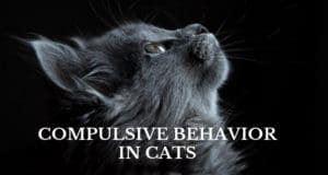 compulsive behavior in cats