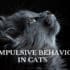 compulsive behavior in cats