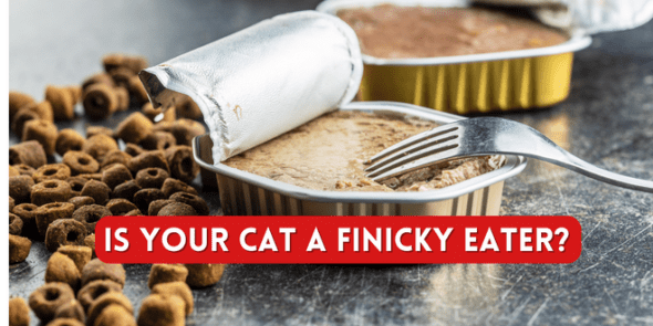 Cat Eating Habits | Is Your Cat Picky?