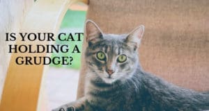 is your cat holding a grudge