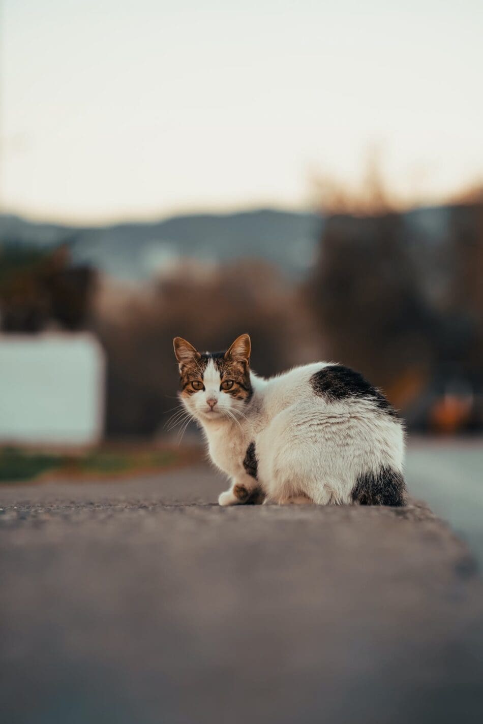 street cat 