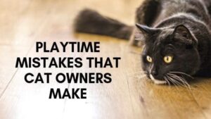 playtime mistakes that cat owners make