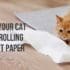 prevent your cat from unrolling the toilet paper