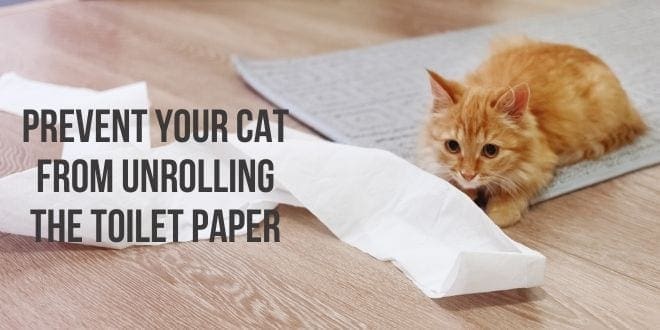 prevent your cat from unrolling the toilet paper