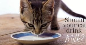 should your cat drink milk