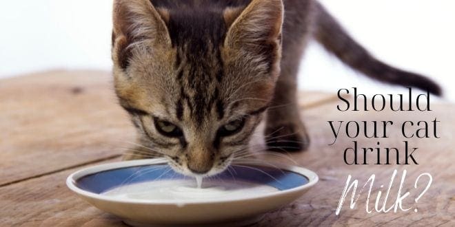 should your cat drink milk