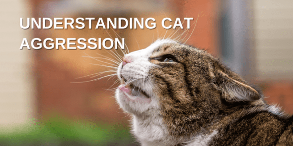 Understanding Cat Aggression