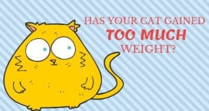 has your cat gained too much weight